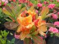Azalia wielkokwiatowa GLOWING EMBERS