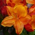 Azalia wielkokwiatowa GLOWING EMBERS