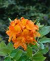 Azalia wielkokwiatowa GLOWING EMBERS
