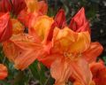 Azalia wielkokwiatowa GLOWING EMBERS