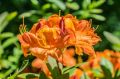 Azalia wielkokwiatowa GLOWING EMBERS