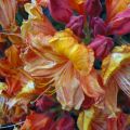 Azalia wielkokwiatowa GLOWING EMBERS