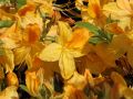 Azalia wielkokwiatowa GOLDTOPAS