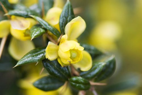 Berberis gattenensis