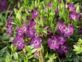 Barwinek Pospolity ATROPURPUREA