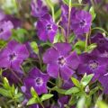 Barwinek Pospolity ATROPURPUREA