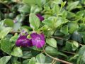 Barwinek Pospolity ATROPURPUREA