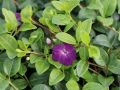 Barwinek Pospolity ATROPURPUREA