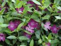 Barwinek Pospolity ATROPURPUREA