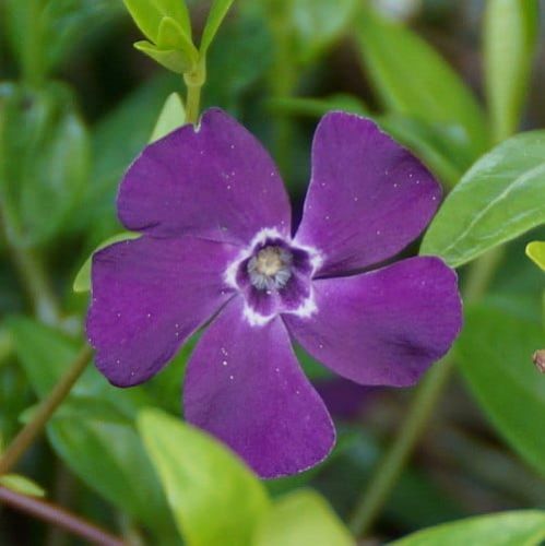 Gemeiner Immergrün ATROPURPUREA