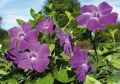 Barwinek Pospolity ATROPURPUREA