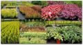 Krzewuszka cudowna BRIGELLA