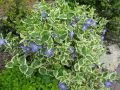 Barwinek WIĘKSZY VARIEGATA