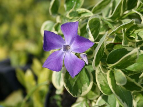 Großer Immergrüner  VARIEGATA