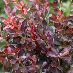 Berberis Atropurpurea NANA