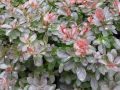Berberys ATROPURPUREA NANA