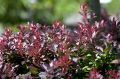Berberys ATROPURPUREA NANA