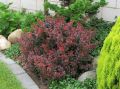 Berberys ATROPURPUREA NANA