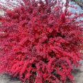 Berberys ATROPURPUREA NANA