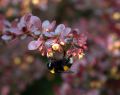 Berberys Thunberga ATROPURPUREA