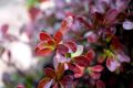 Berberys Thunberga ATROPURPUREA