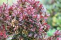 Berberys Thunberga ATROPURPUREA