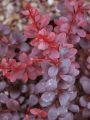Berberys DART'S RED LADY