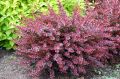 Berberys DART'S RED LADY