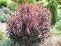 Berberys DART'S RED LADY