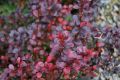Berberys DART'S RED LADY