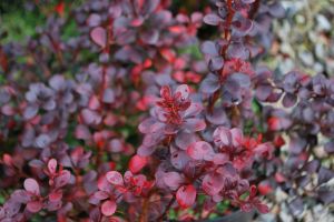 Berberitze DART'S RED LADY