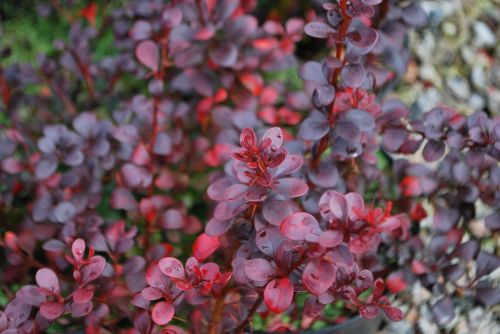 Berberitze DART'S RED LADY