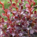 Berberys DART'S RED LADY