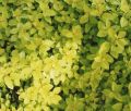 Berberys Thunberga GOLDEN CARPET