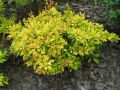 Berberys Thunberga GOLDEN CARPET