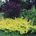 Berberys Thunberga GOLDEN CARPET