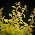 Berberys Thunberga GOLDEN CARPET