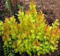 Berberys Thunberga GOLDEN CARPET