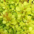 Berberys Thunberga GOLDEN CARPET
