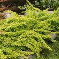 Berberys Thunberga GOLDEN CARPET