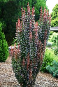 Berberitze RED PILLAR