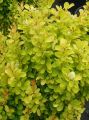Berberys Thunberga MARIA