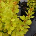 Berberys Thunberga MARIA