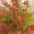Berberys Thunberga ORANGE DREAM