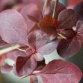 Berberys ottawski AURICOMA purpurowy