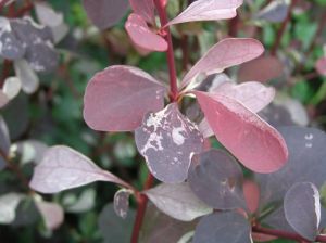 Berberis ottawensis SILVER MILES