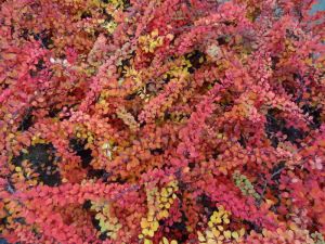 Thunberg-Berberitze RED CARPET