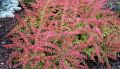 Berberys Thunberga RED CARPET