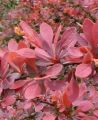 Berberys Thunberga RED CARPET