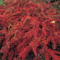 Berberys Thunberga RED CARPET